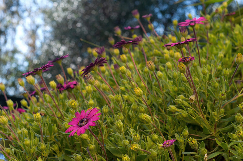 Purple Daisies in Bloom — Pink, Serene