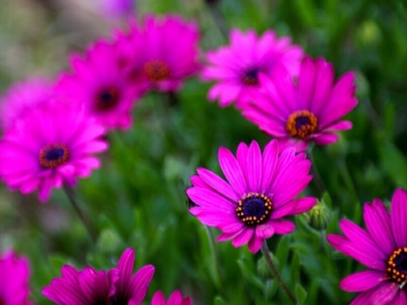 Purple Daisies in Bloom — Pink