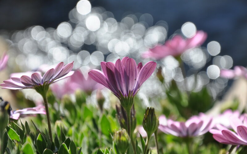 Purple Daisies in Bloom — Serene