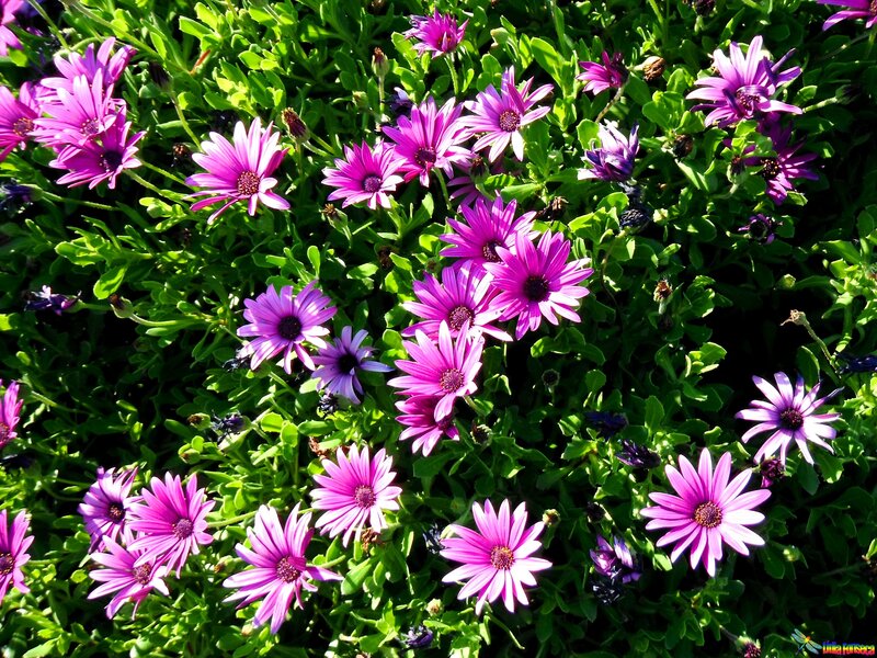 Purple Daisies in Bloom — Vibrant, Afternoon