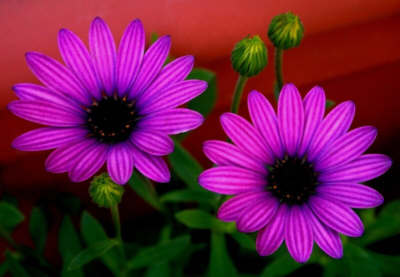 Purple Daisies in Bloom — Vibrant