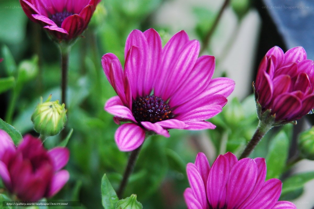 Purple daisies in bloom