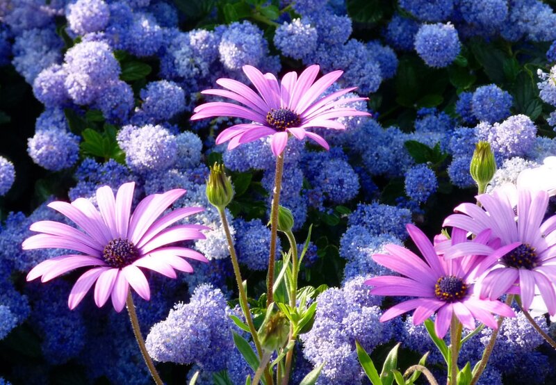 Purple Daisies in Blue Flowers