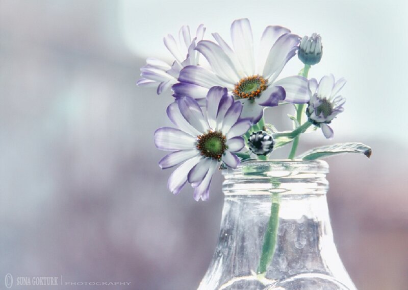 Purple Daisies in Bottle