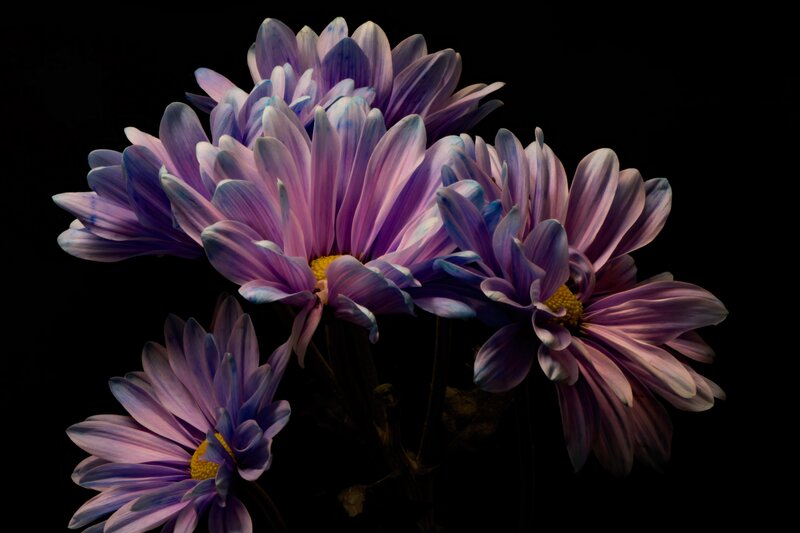 Purple Daisies in Cluster