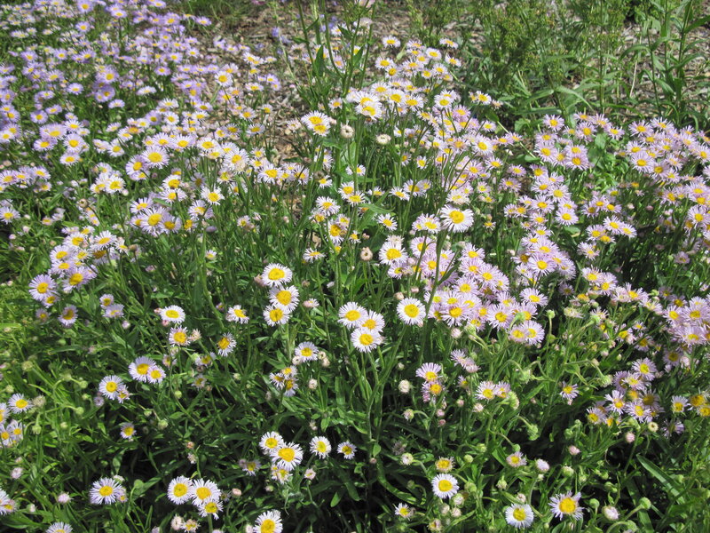Purple Daisies in Field — Calm