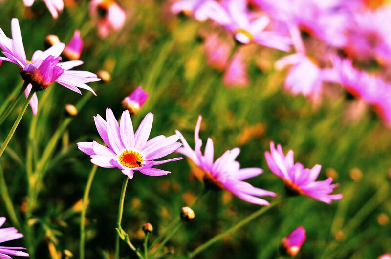 Purple Daisies in Field — Serene, Afternoon