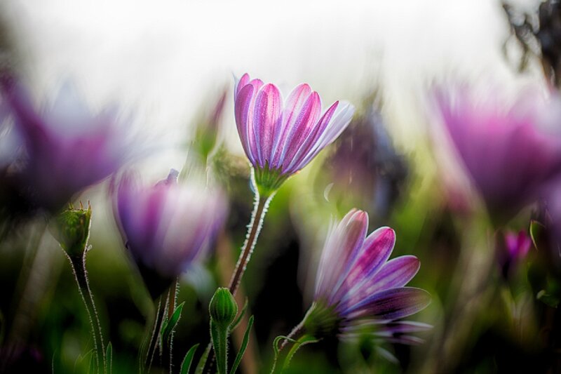 Purple Daisies in Field — Serene, Morning, Photograph