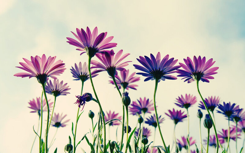 Purple Daisies in Field — Serene, Morning