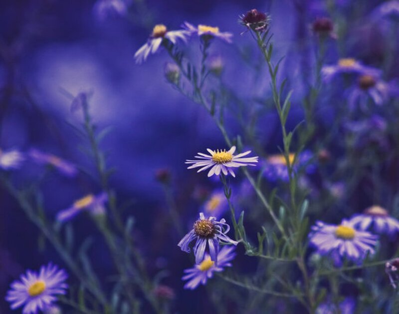 Purple Daisies in Field — Serene, Photograph, Flowers