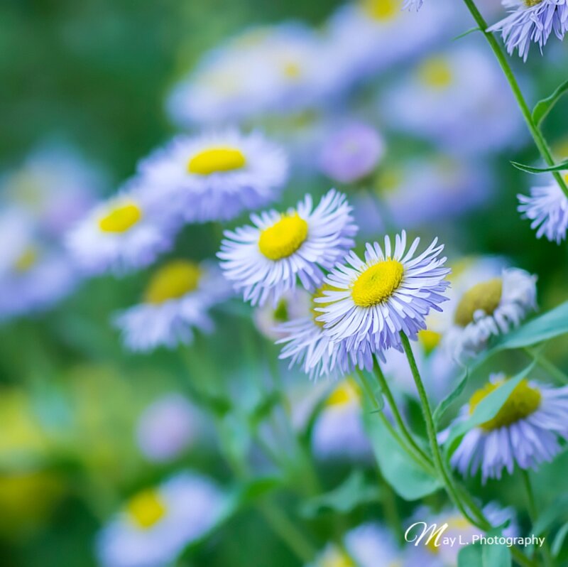 Purple Daisies in Field — Serene, Spring
