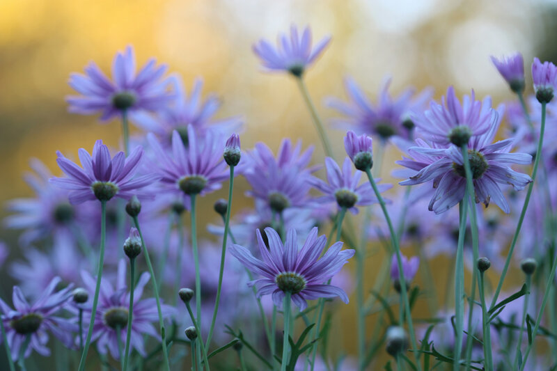 Purple Daisies in Field — Serene, Sunset