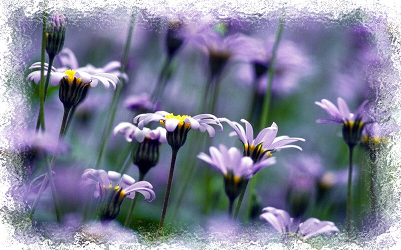 Purple Daisies in Field — Serene