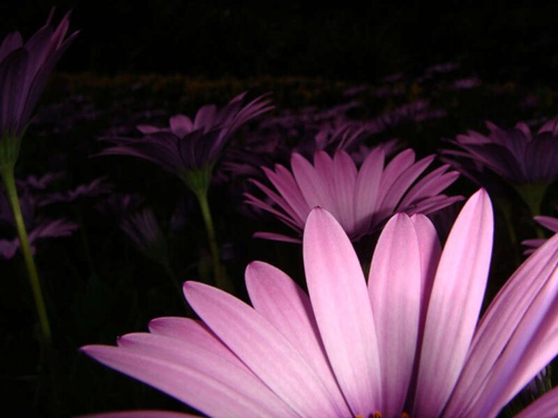Purple Daisies in Field