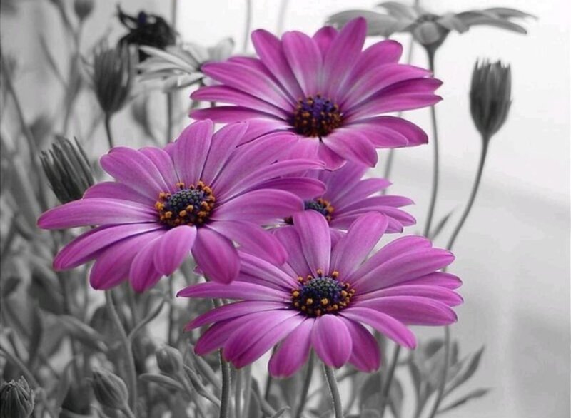 Purple Daisies in Focus — Serene, Photograph