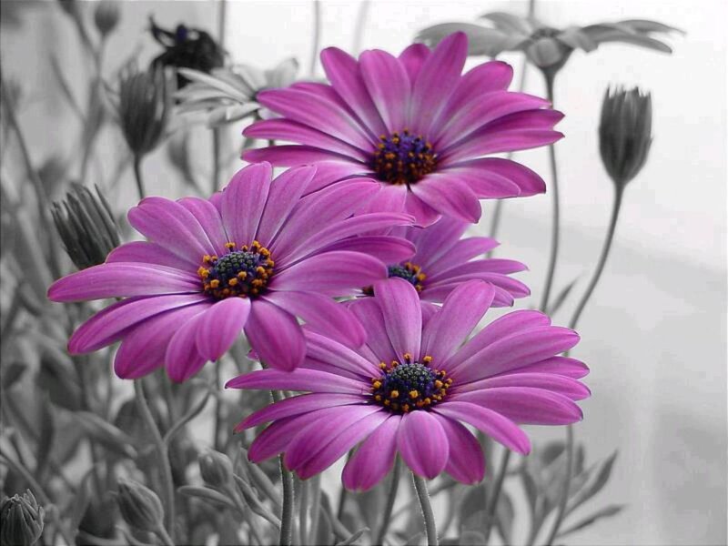Purple Daisies in Focus