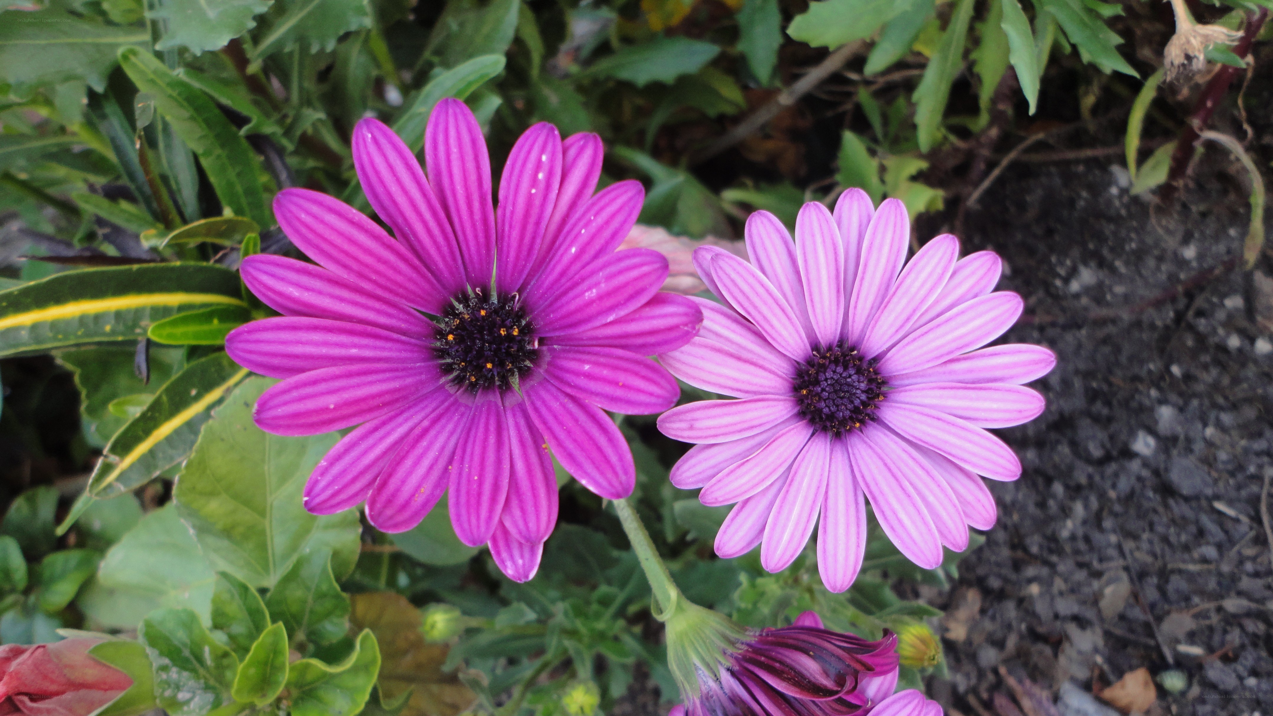 purple daisies in garden