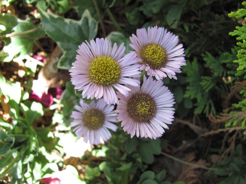 purple daisies in garden