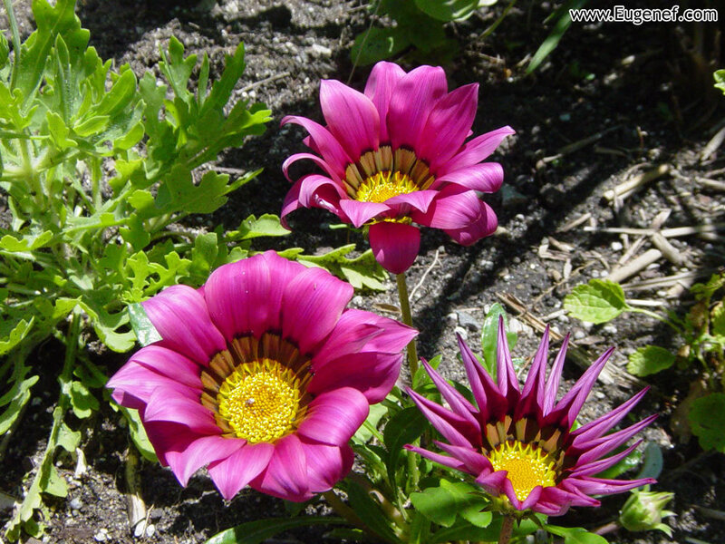 Purple daisies in garden