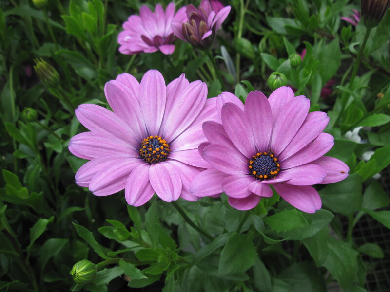 Purple Daisies in Garden — Calm, Afternoon, Photograph