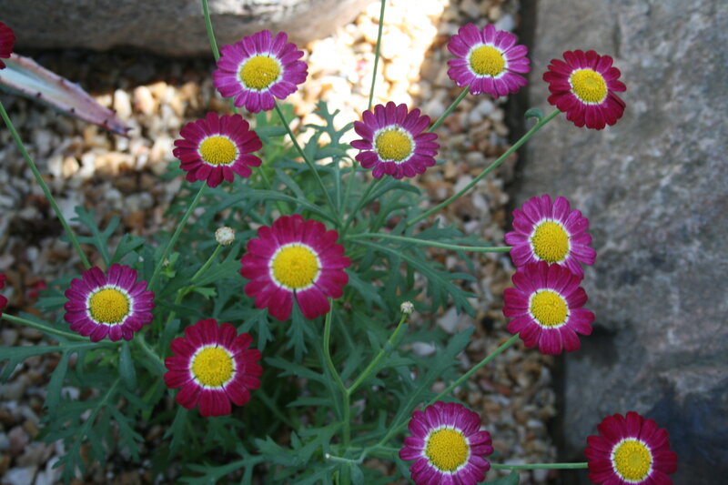 Purple Daisies in Garden — Calm, Afternoon