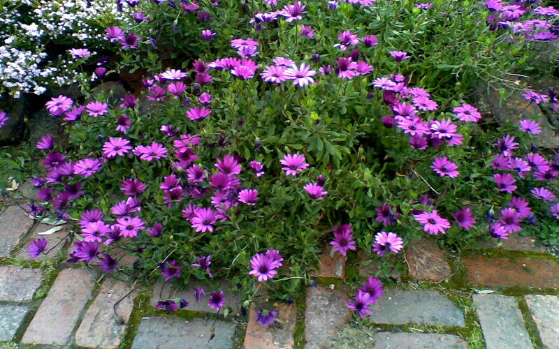 Purple Daisies in Garden — Calm