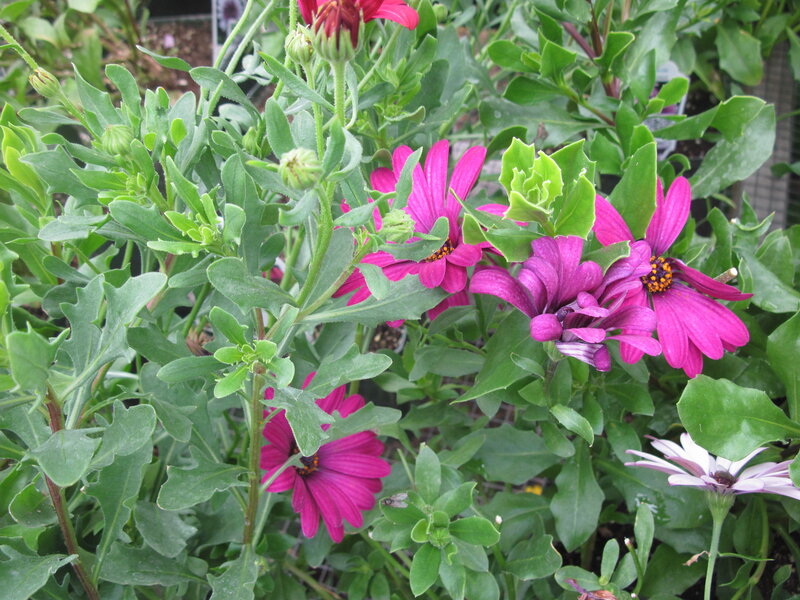Purple Daisies in Garden — Natural