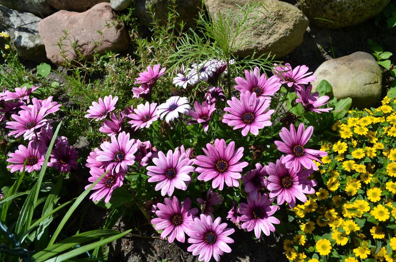 Purple Daisies in Garden — Serene, Afternoon, Photograph