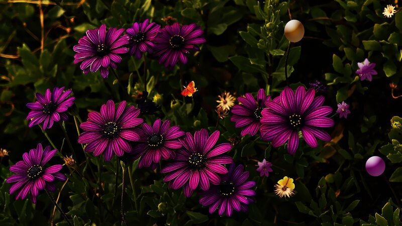 Purple Daisies in Garden — Serene, Afternoon