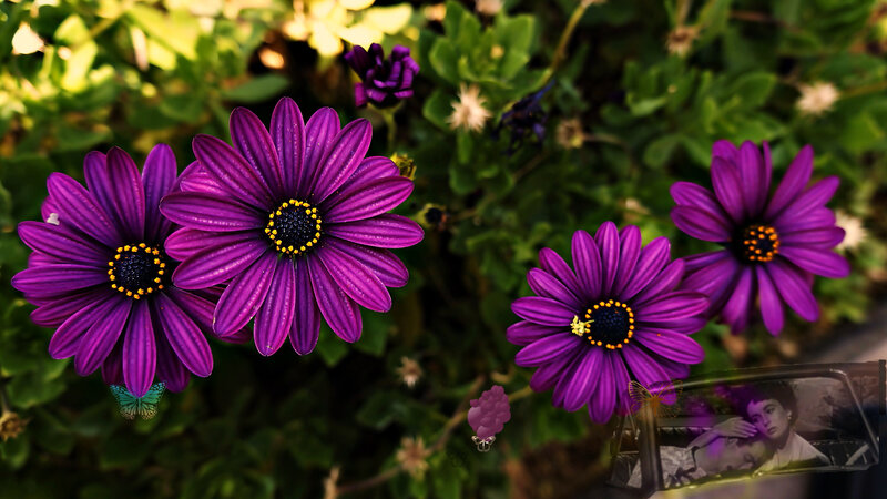 Purple Daisies in Garden — Serene