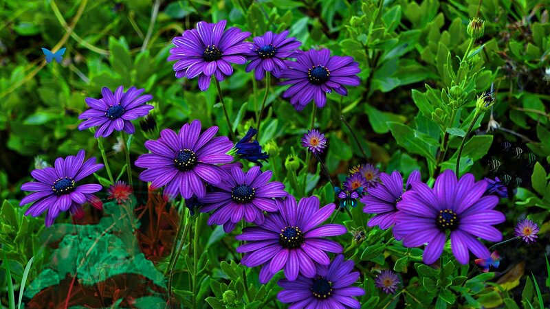 Purple Daisies in Garden — Vibrant, Spring