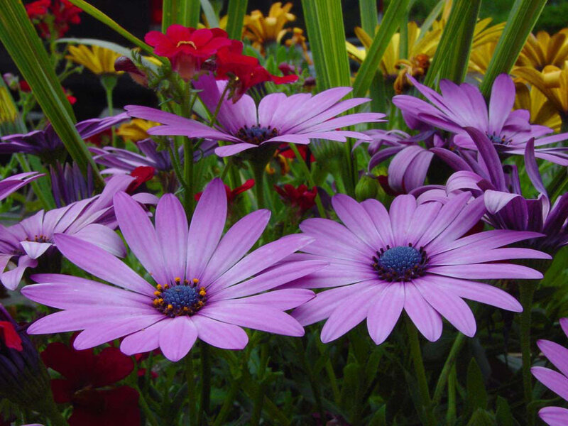 Purple Daisies in Garden — Vibrant