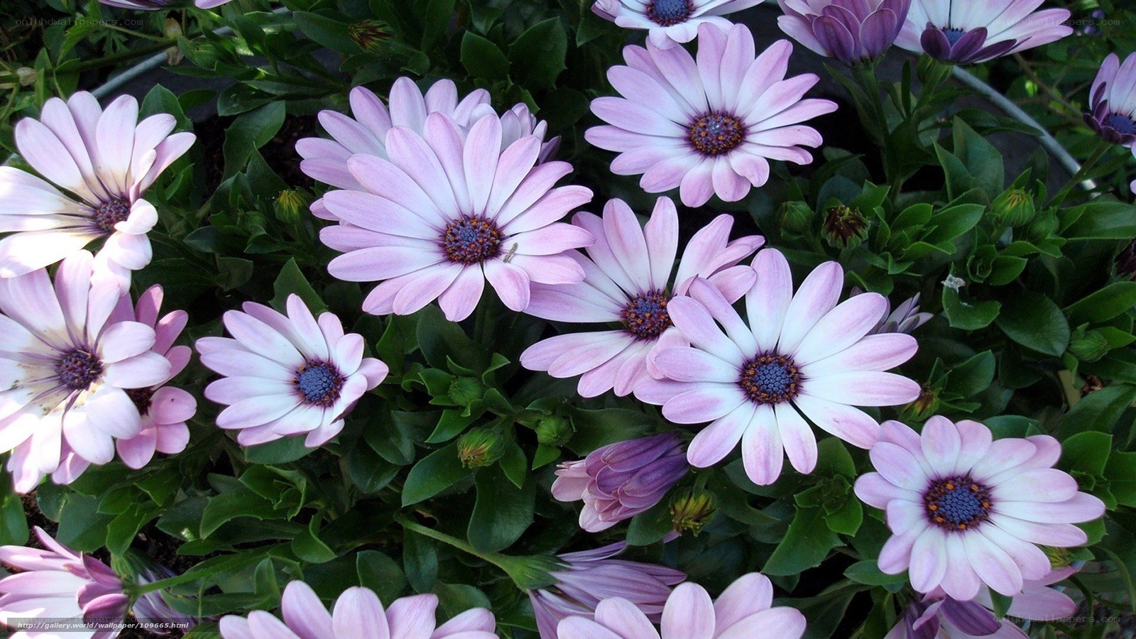 purple daisies in garden