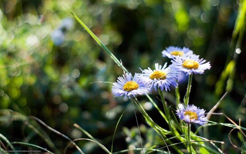 Purple Daisies in Grass