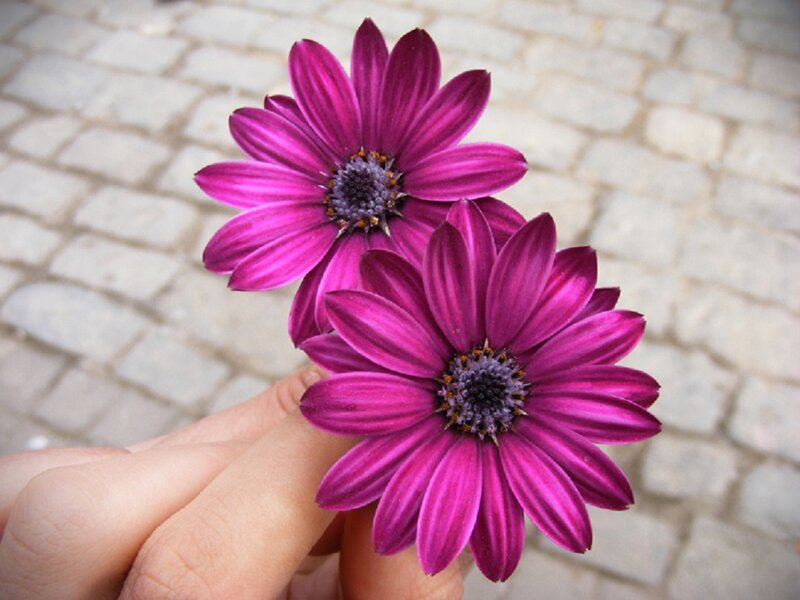 Purple Daisies in Hand