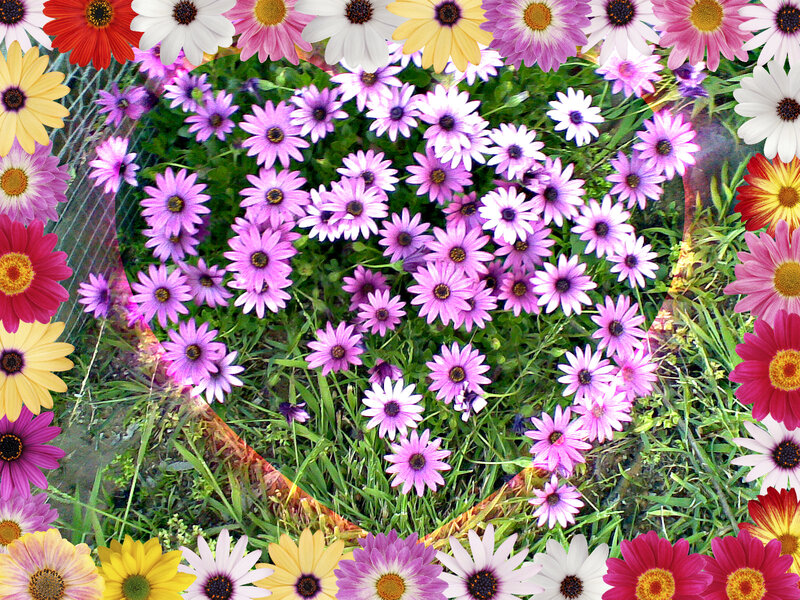 Purple Daisies in Heart Shape