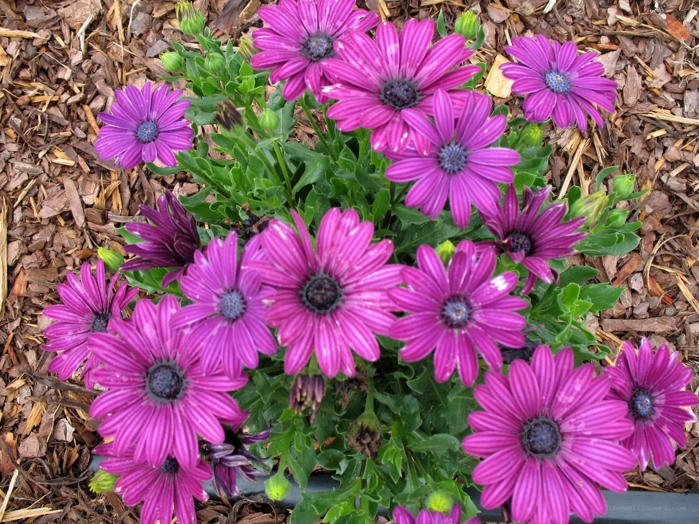 Purple daisies in mulch