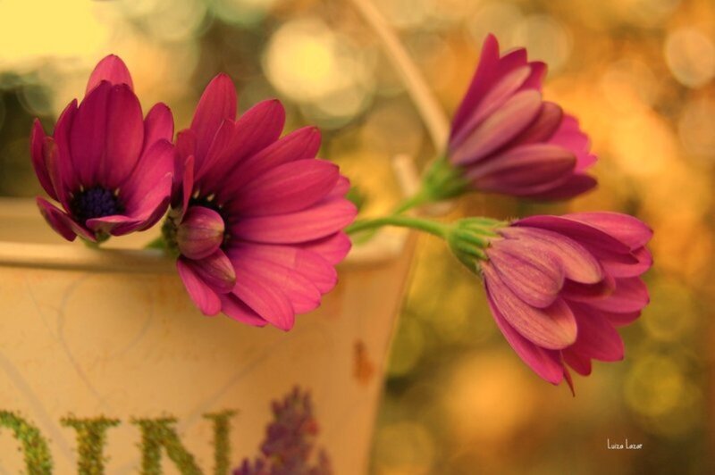 Purple Daisies in Pot