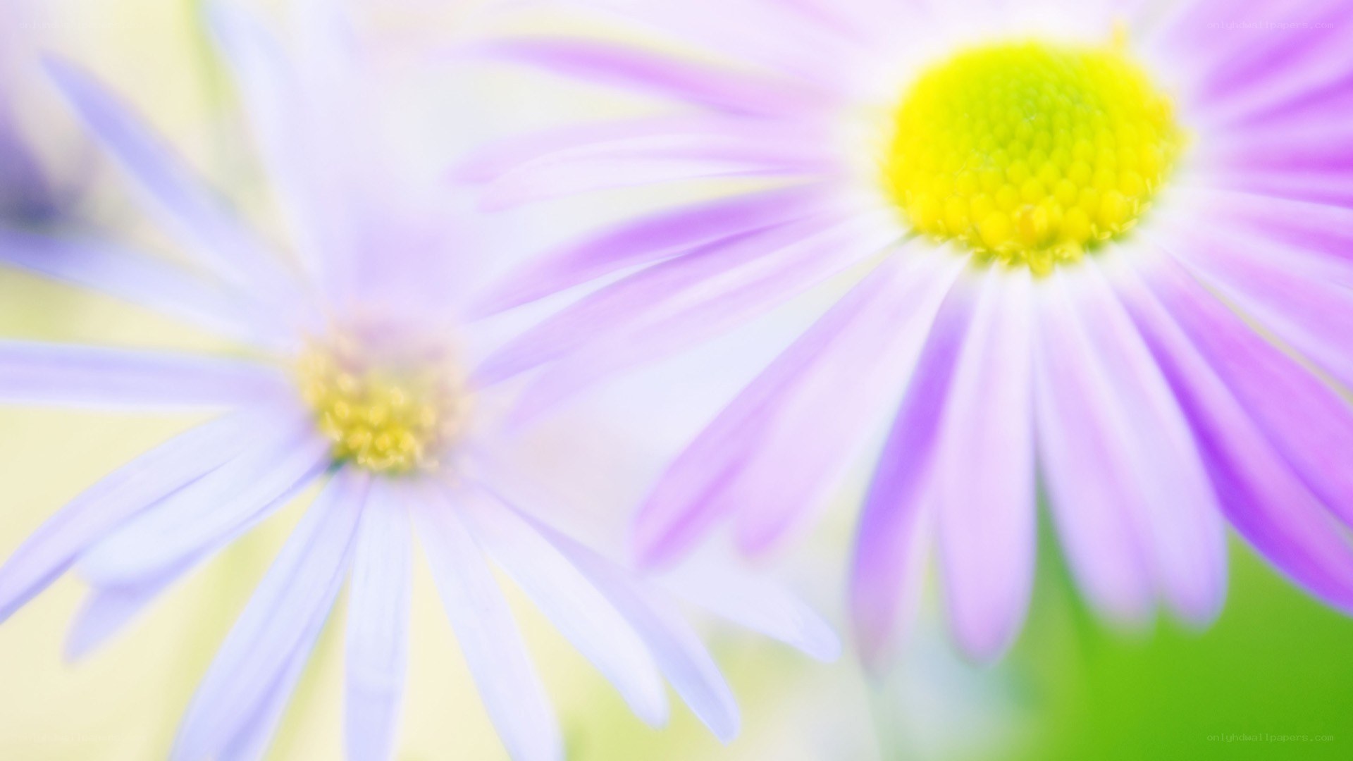 purple daisies in soft focus