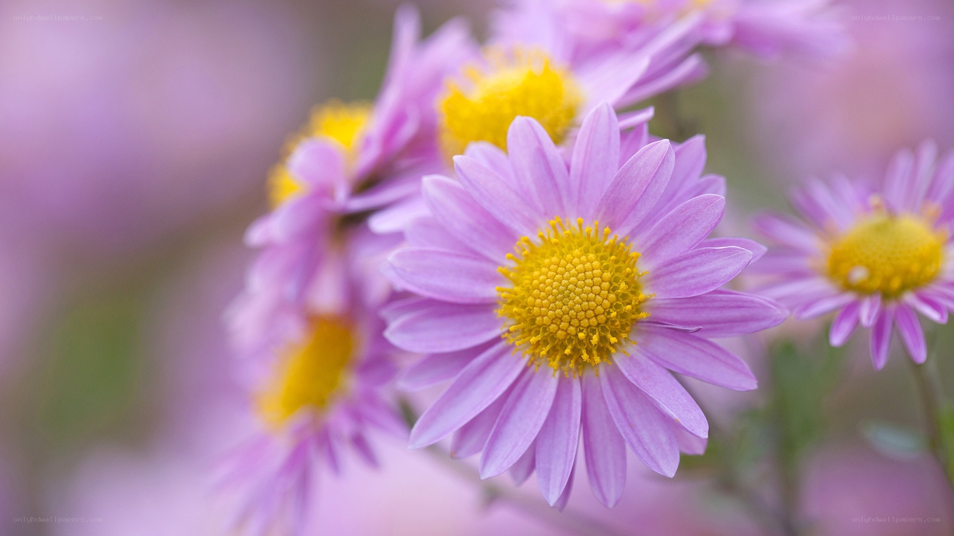 Purple daisies in soft focus