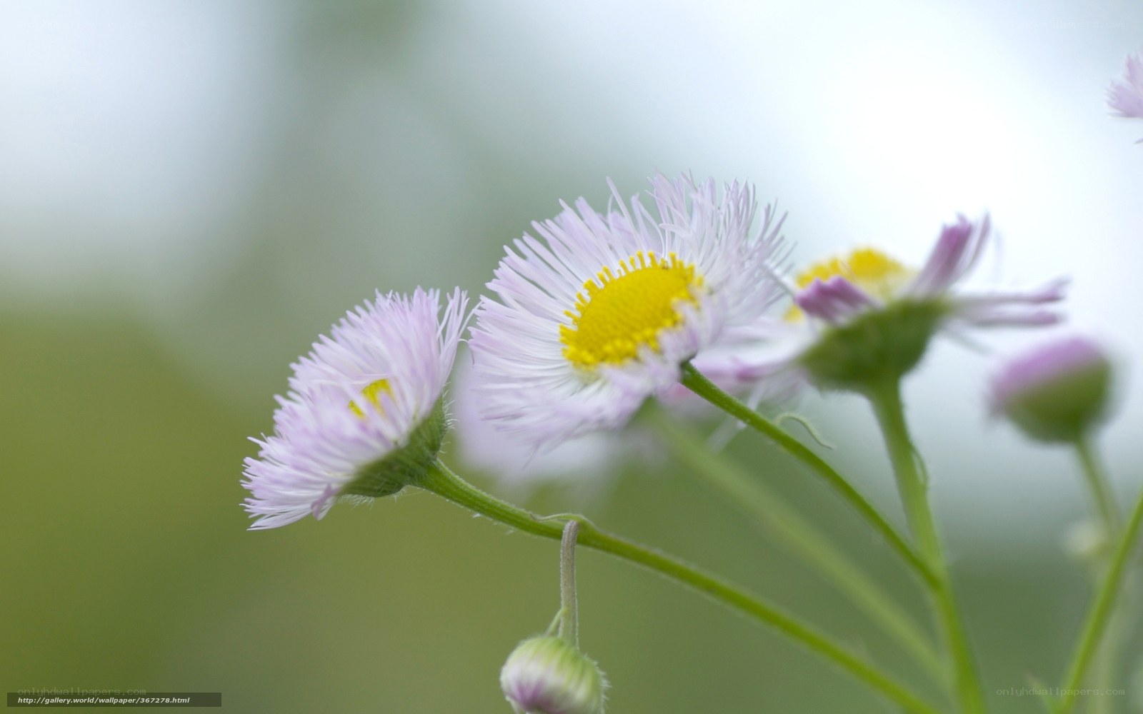 Purple daisies in soft focus