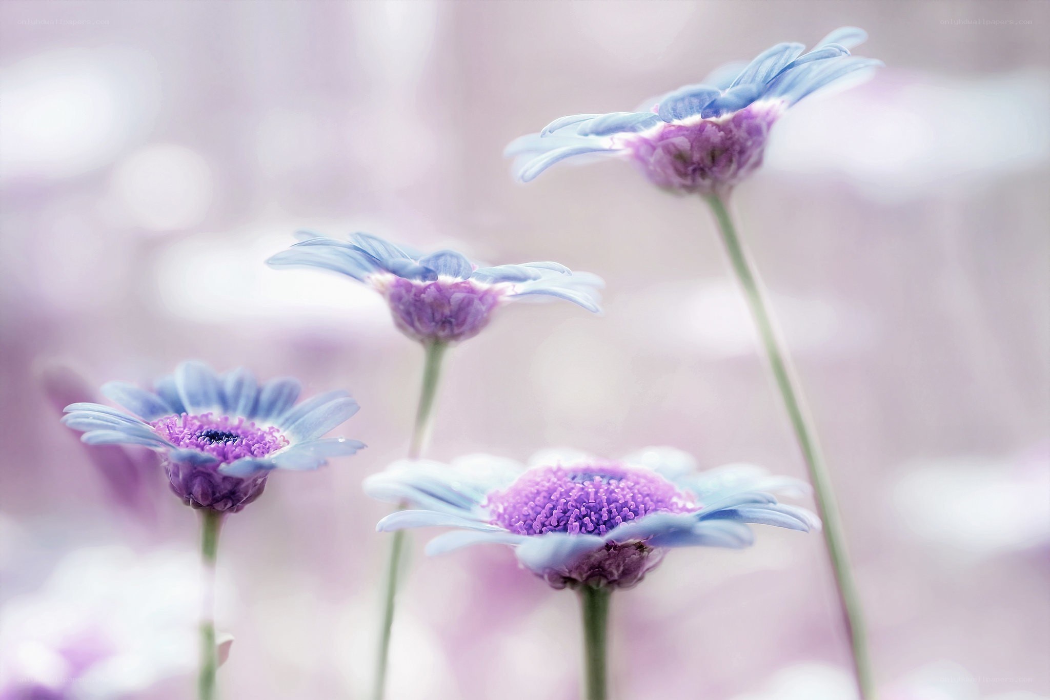 Purple daisies in soft light