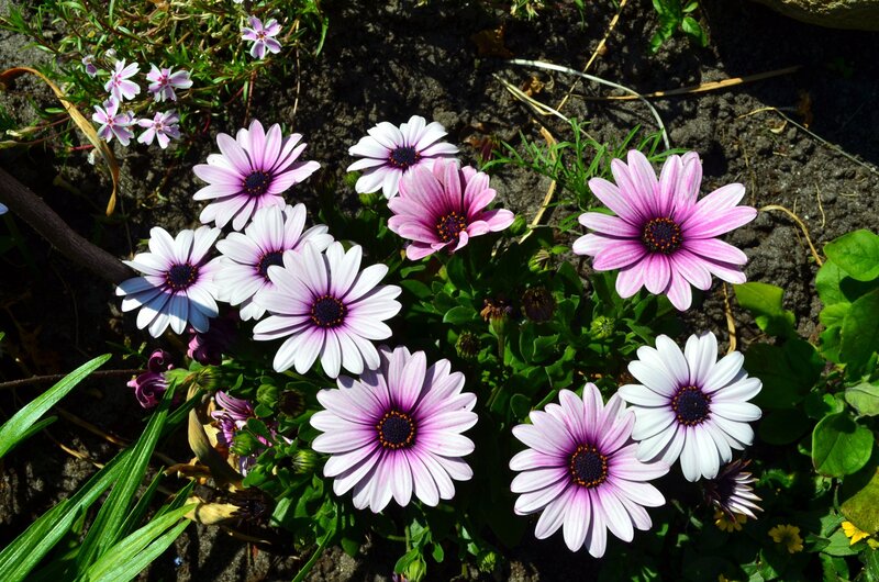 Purple Daisies in Soil
