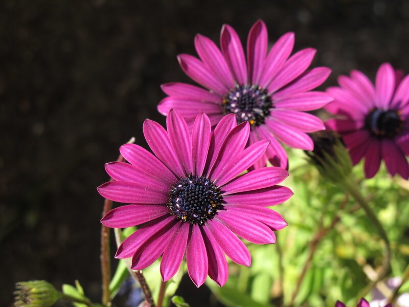 Purple daisies in sunlight