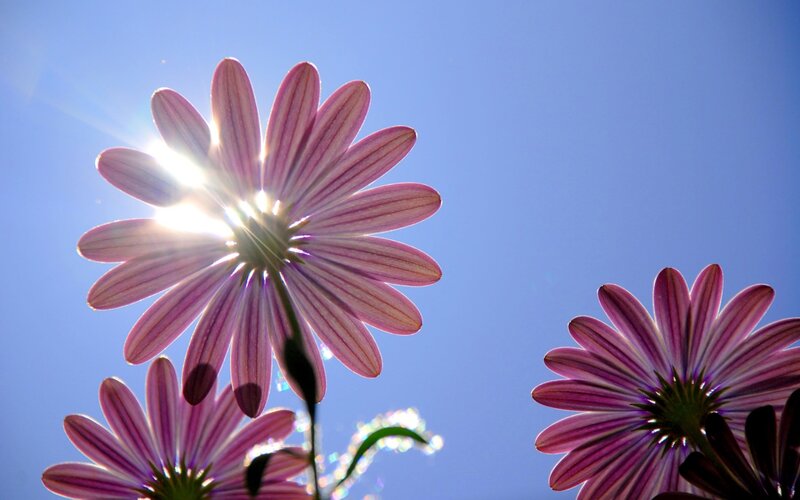 Purple Daisies in Sunlight — Bright