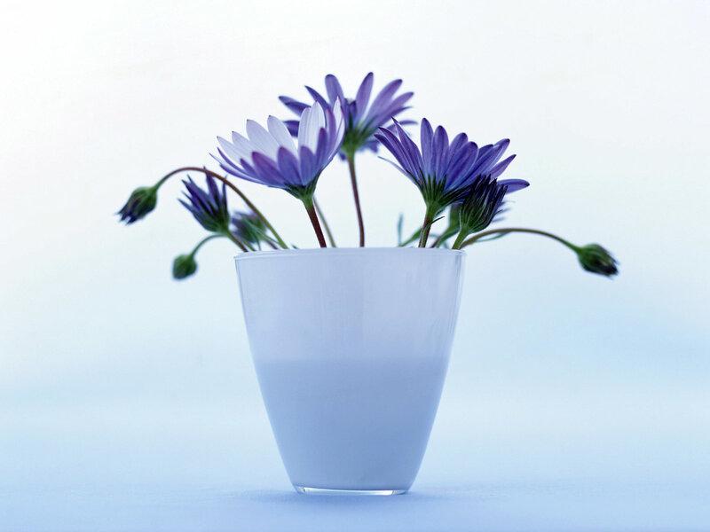 Purple Daisies in Vase