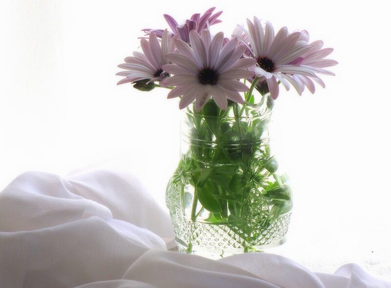 Purple Daisies in Vase — White