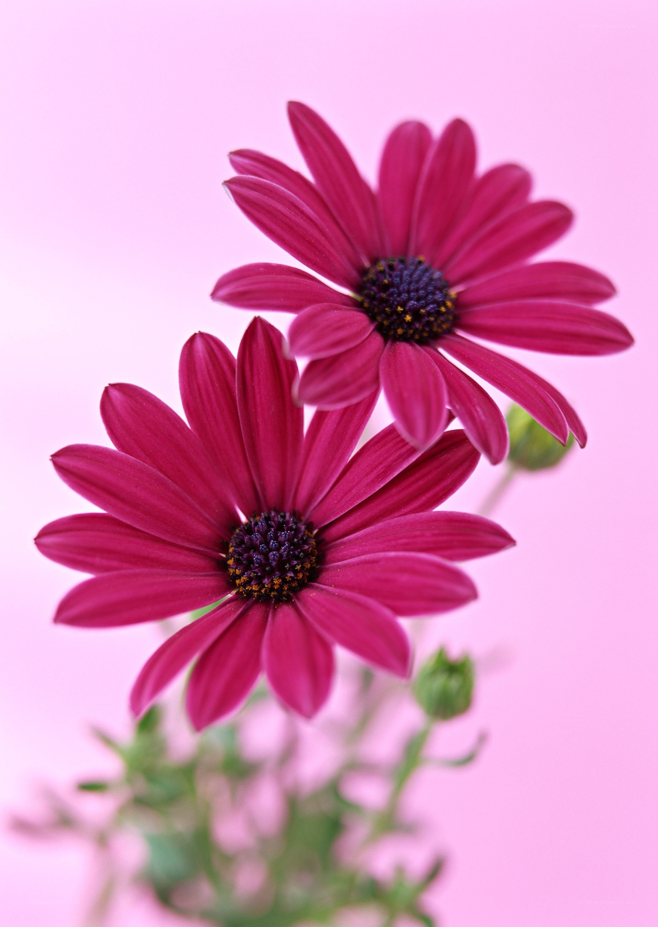 Purple daisies on pink