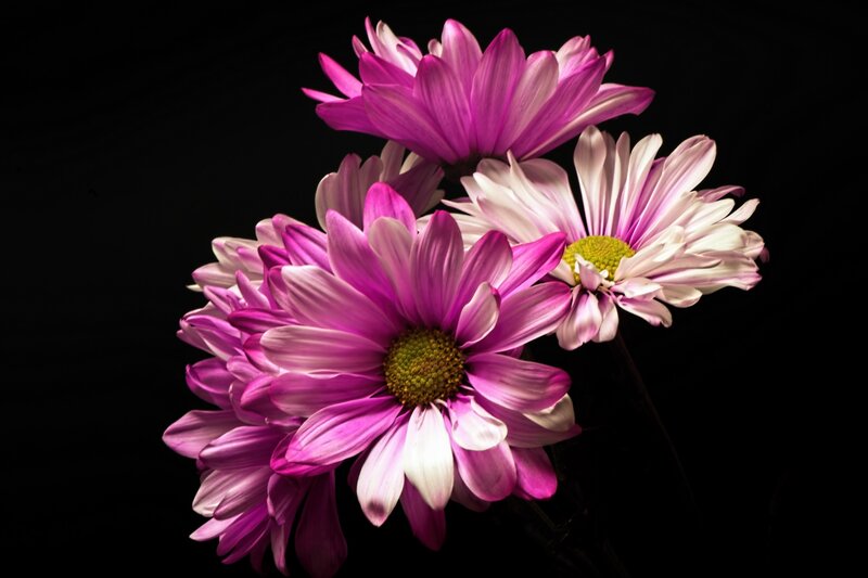 Purple Daisies
