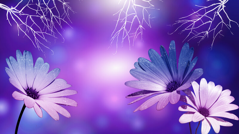 Purple Daisies with Branches
